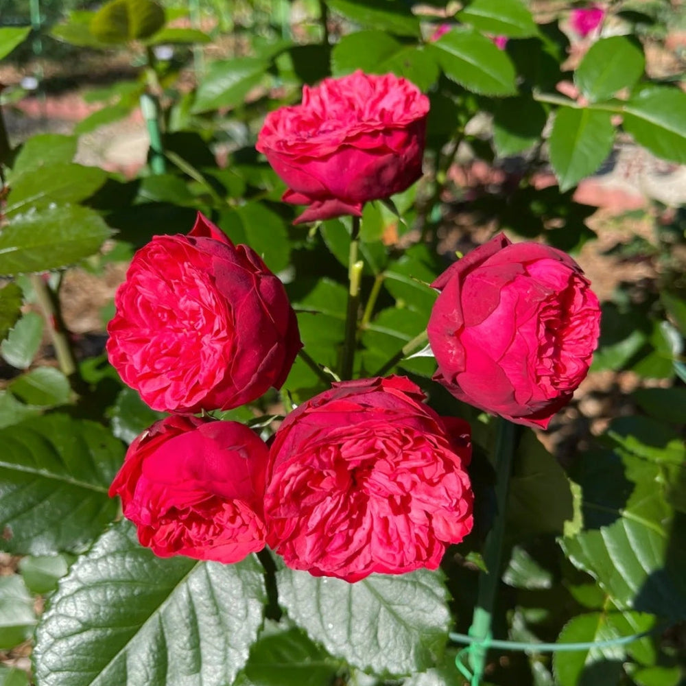 Piano Rose