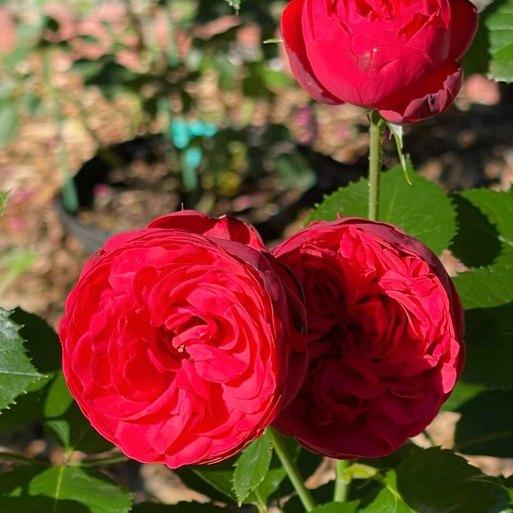 Piano Rose
