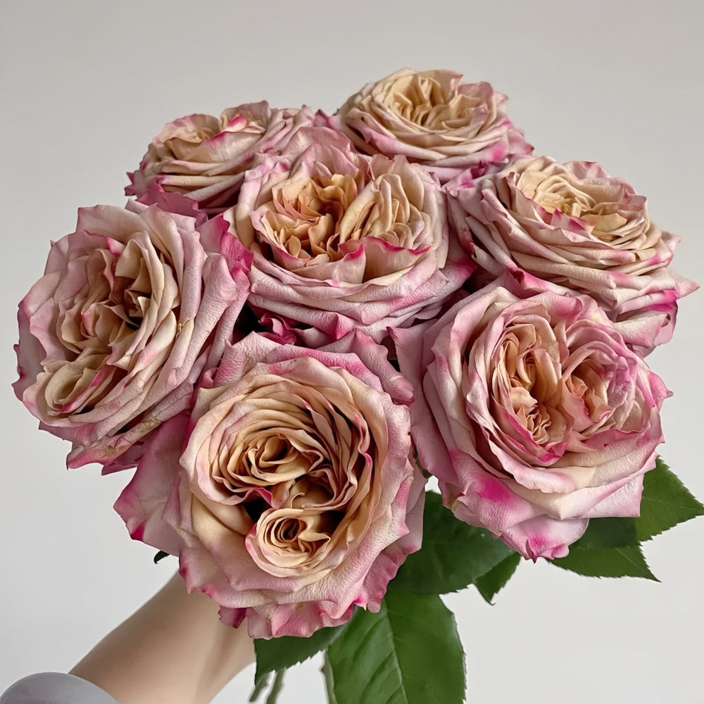 Pimms rose
