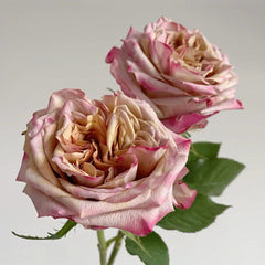 Pimms rose