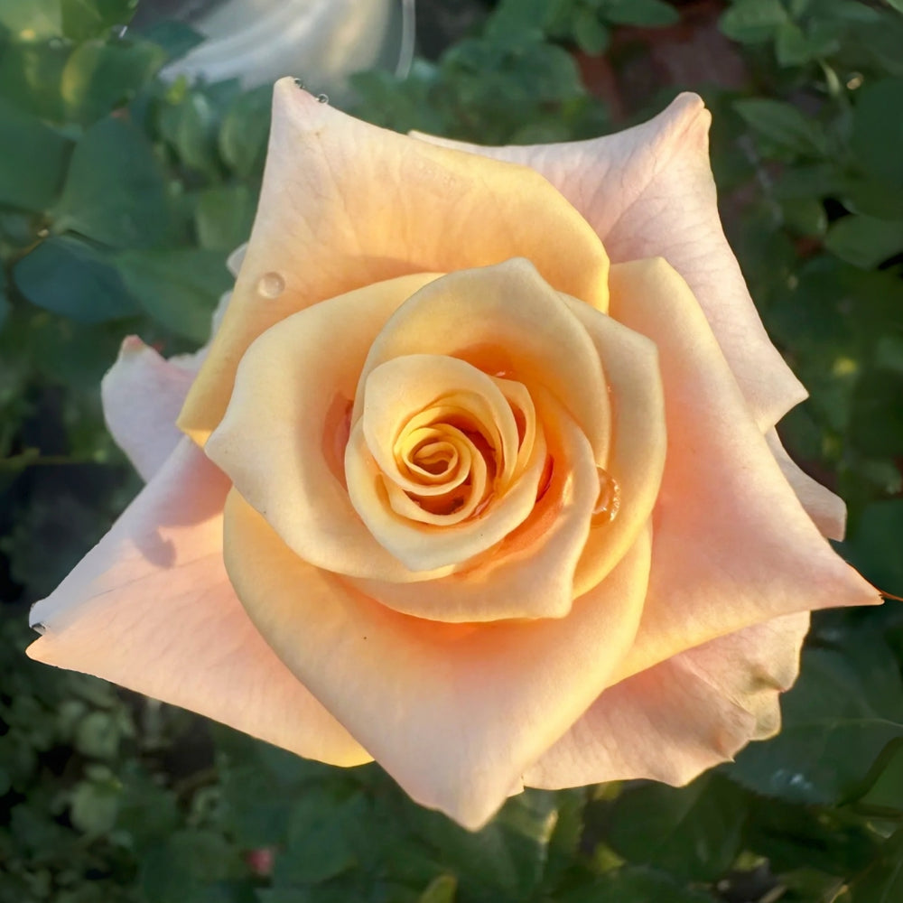 Pink Amaretto Rose