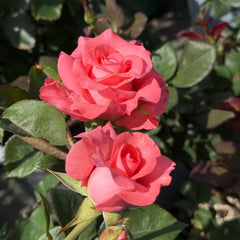 Pink Love Rose