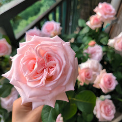 Pink O'Hara Rose