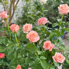 Pink Petticoat Rose