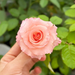 Pink Petticoat Rose