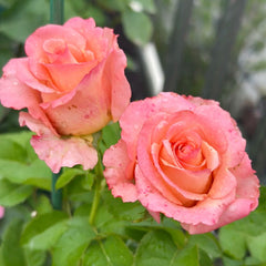 Pink Petticoat Rose