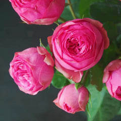 Pink Piano Rose