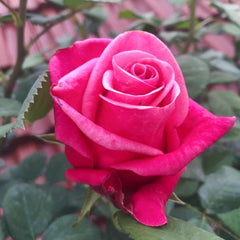 Pink Tacazzi Rose