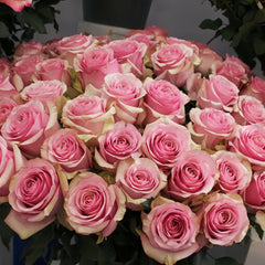 Pink Wave Rose