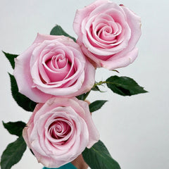 Pinky Promise Rose