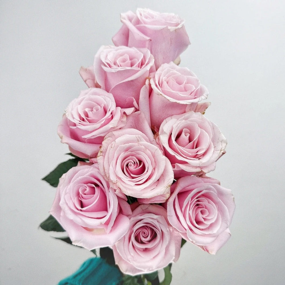 Pinky Promise Rose