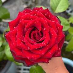 Pinot Noir Rose