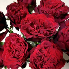 Pinot Noir Rose