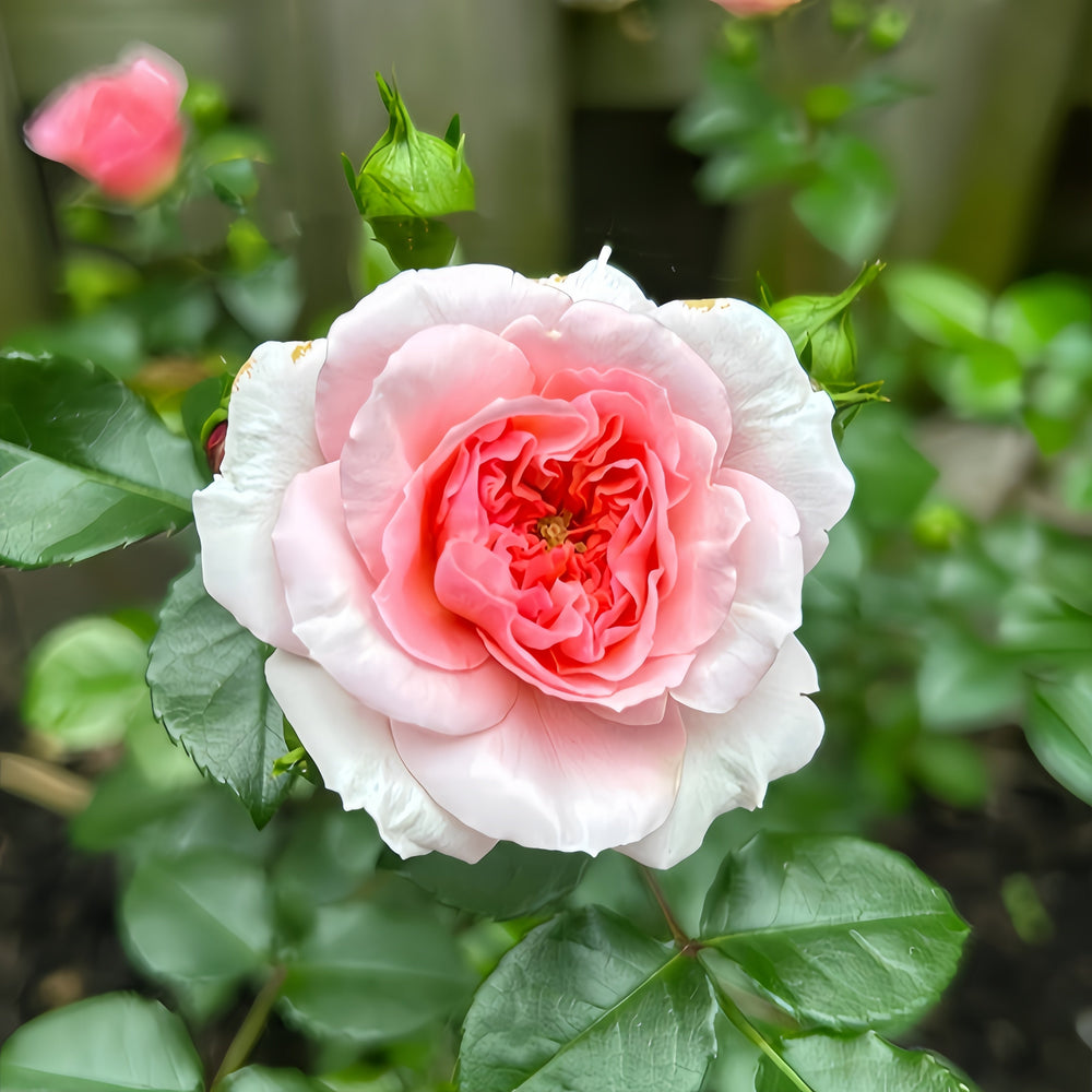 Pirouette Rose