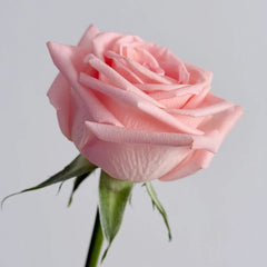 Plato Rose