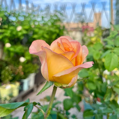 PoeticaRosePlant