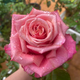 Pompidou Rose