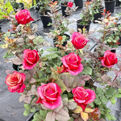 Pompidou Rose