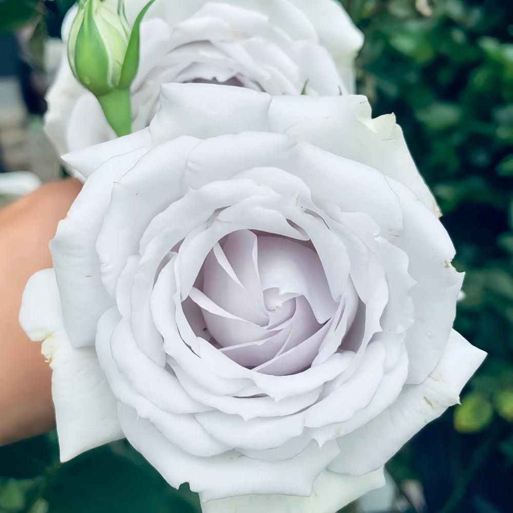 Porte Bleue Rose