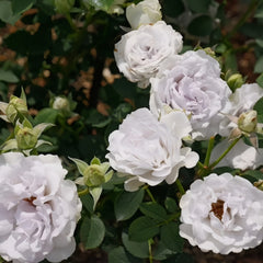 Porte Bleue Rose