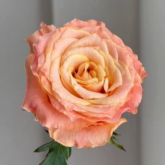 Poxiao Rose