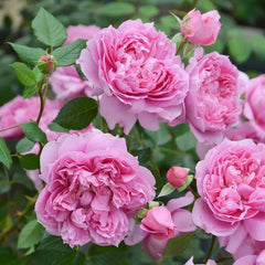 Prima Vista Rose