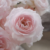 Princess Fairy Kiss Rose