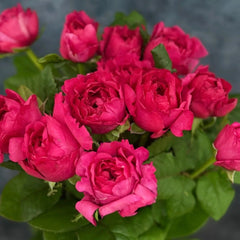 Princess Kishi Rose