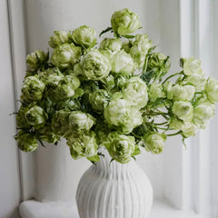 Princess Midori Rose