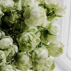 Princess Midori Rose