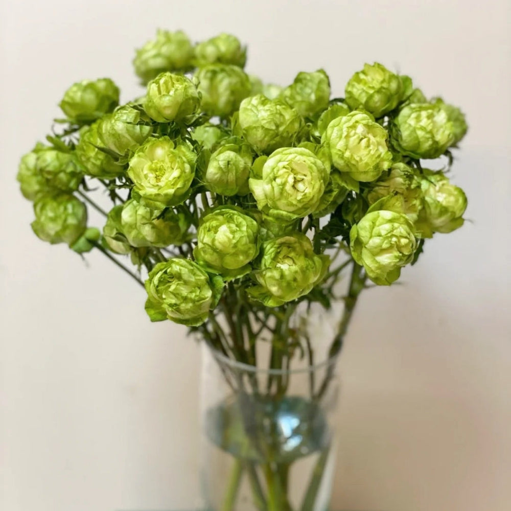 Princess Midori Rose