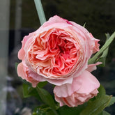 Princess Sakura rose with layered pink-red petals, vibrant garden setting