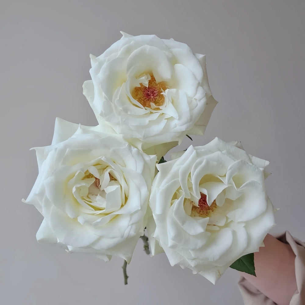 Proud Rose