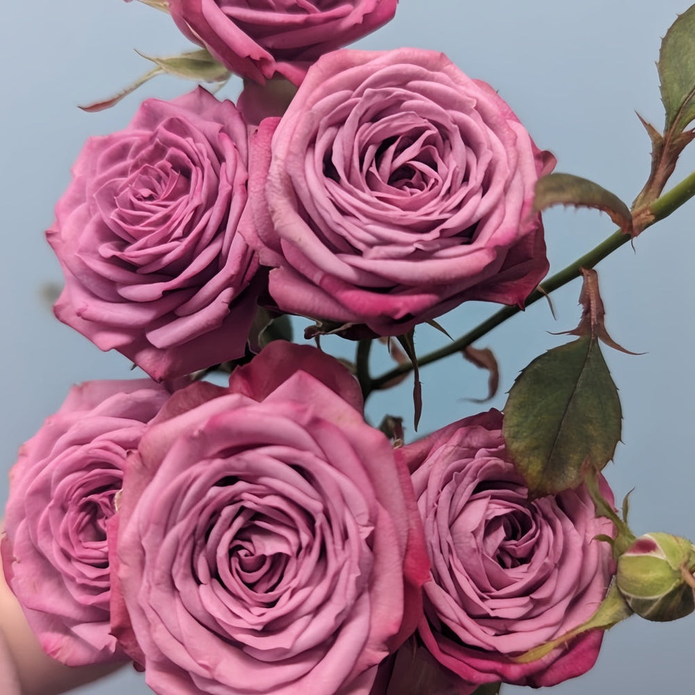 Purple Queen Rose