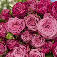 Purple Queen Rose