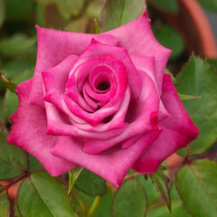Purple Serenade Rose