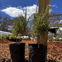 Pyramid Cypress
