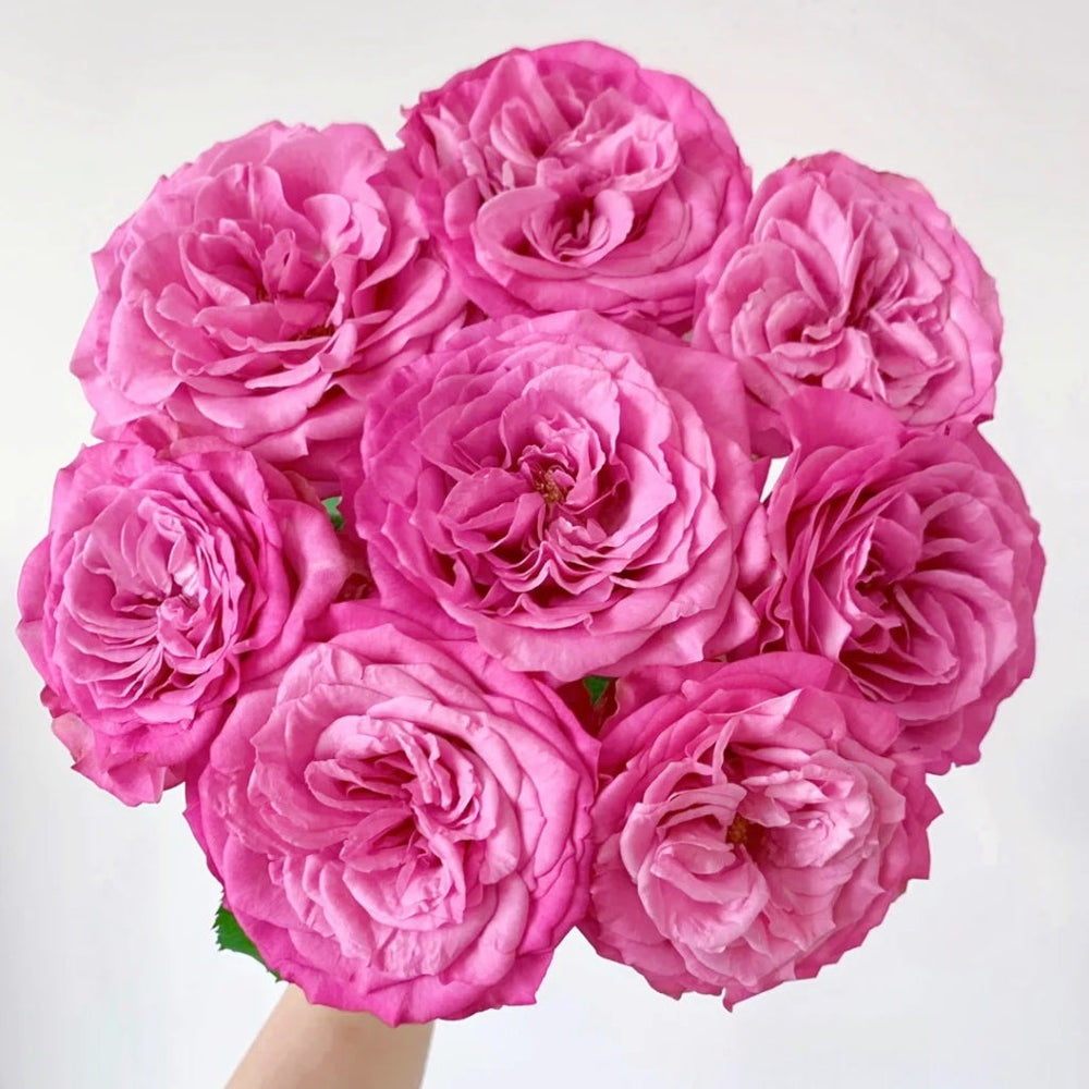 Queen's Crown Rose