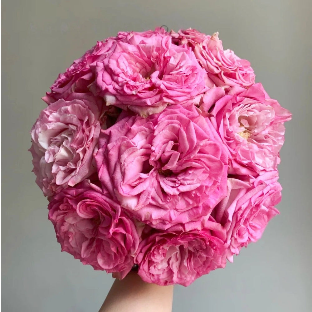 Queen's Crown Rose
