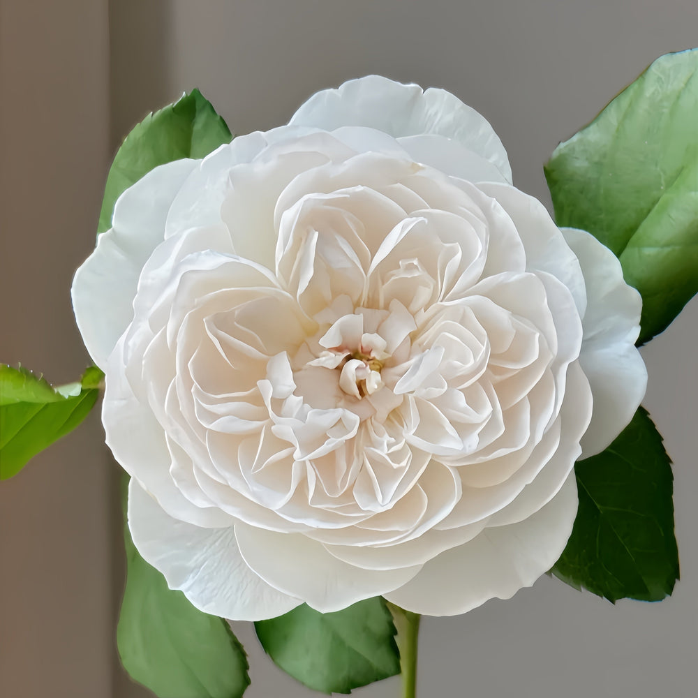 Queen of the Elves Rose