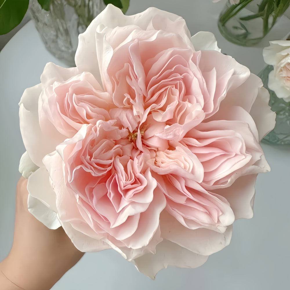 Queen of the Elves Rose