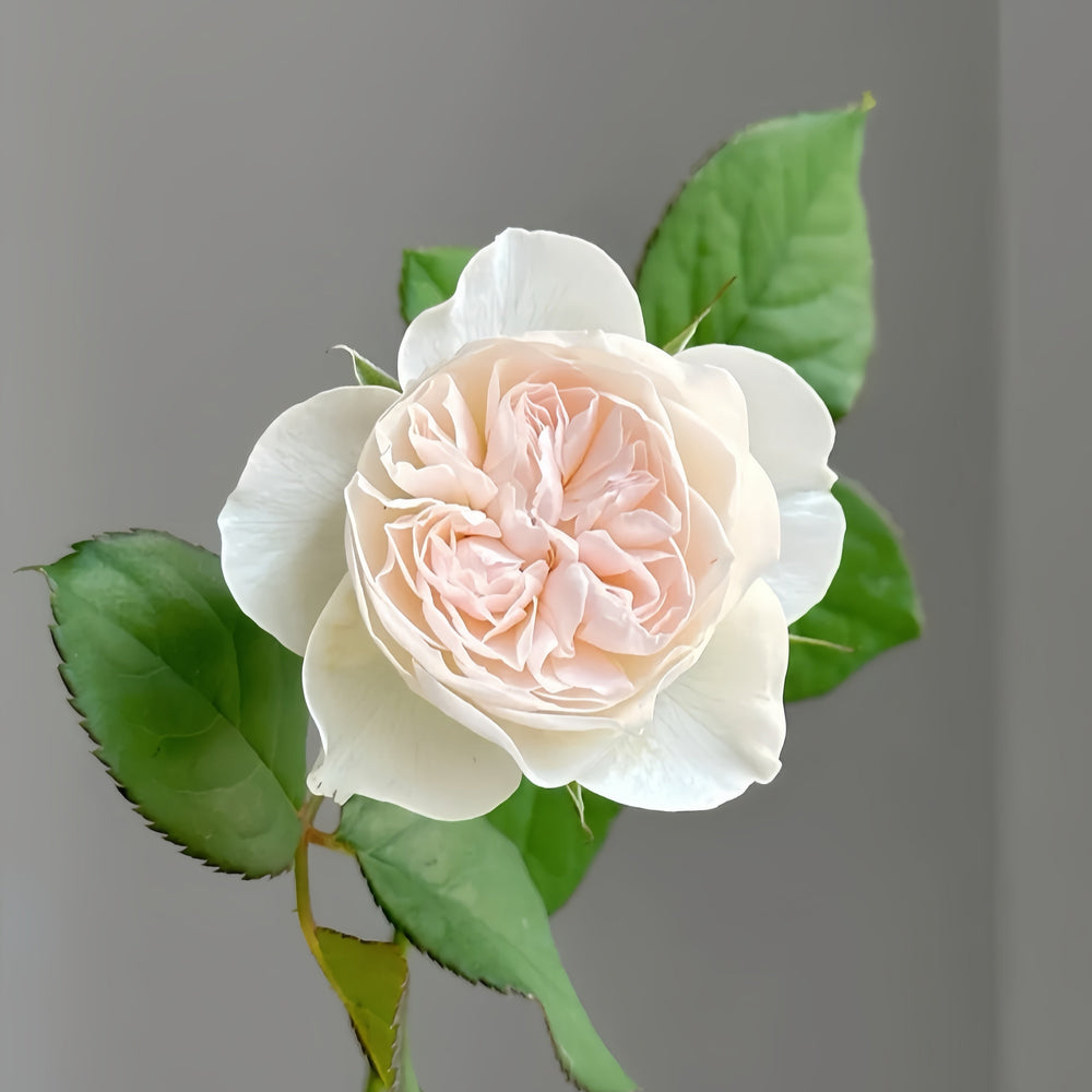 Queen of the Elves Rose