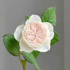 Queen of the Elves Rose