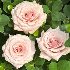 Quicksand Roses with beige-pink champagne petals, long vase life, ideal for weddings and luxury floral arrangements.