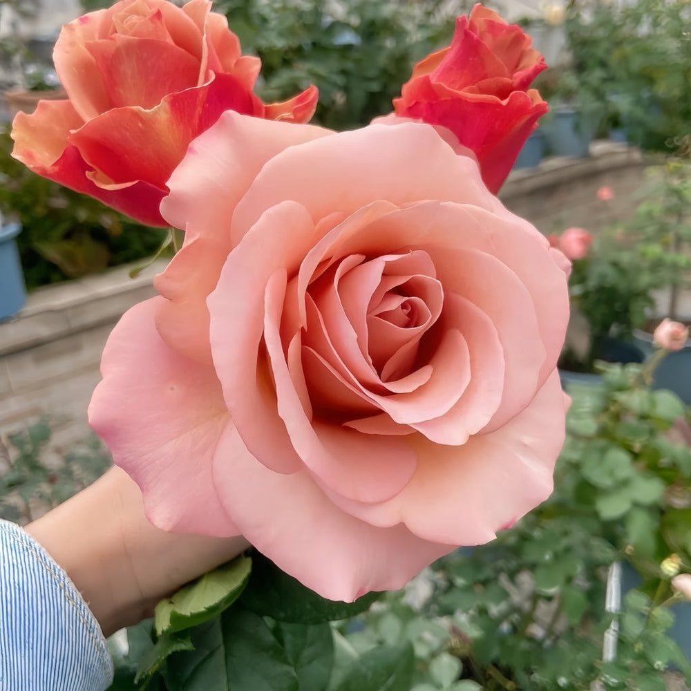 RP Moab Rose