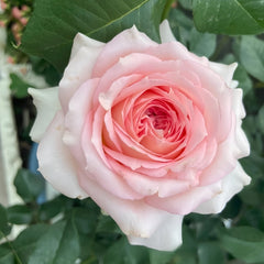 Ragazza Rose