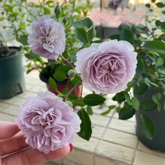 Rainy Blue Rose