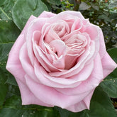 Rebellion Sweet Rose