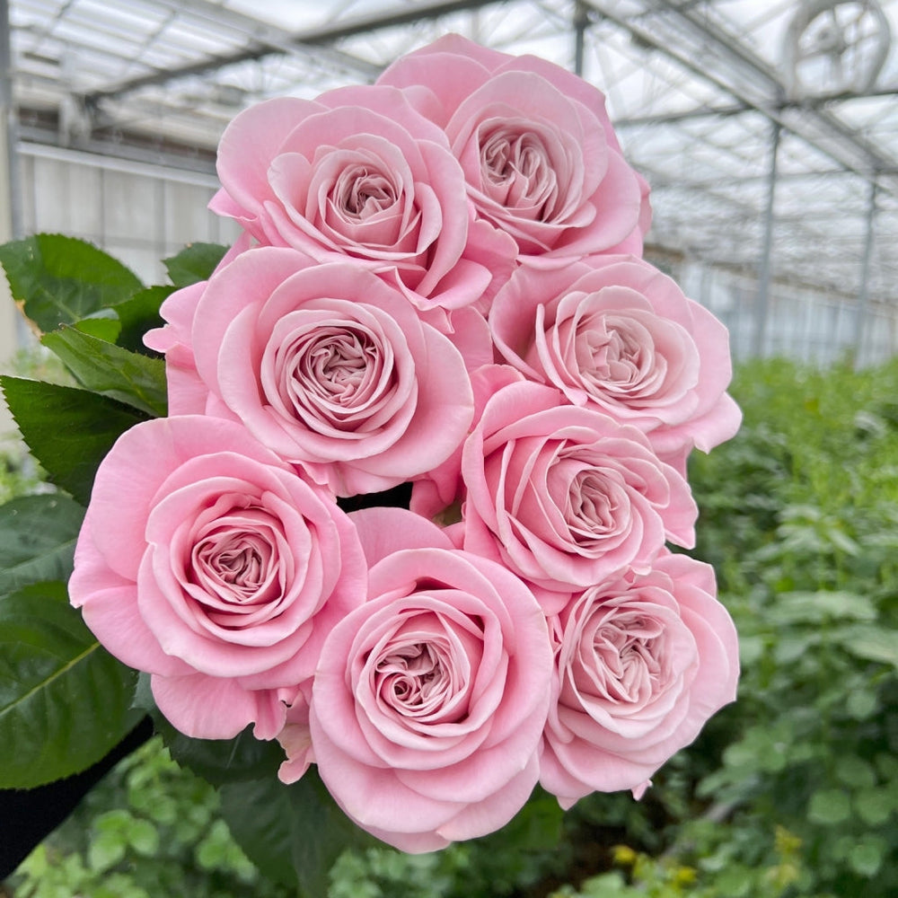 Rebellion Sweet Rose