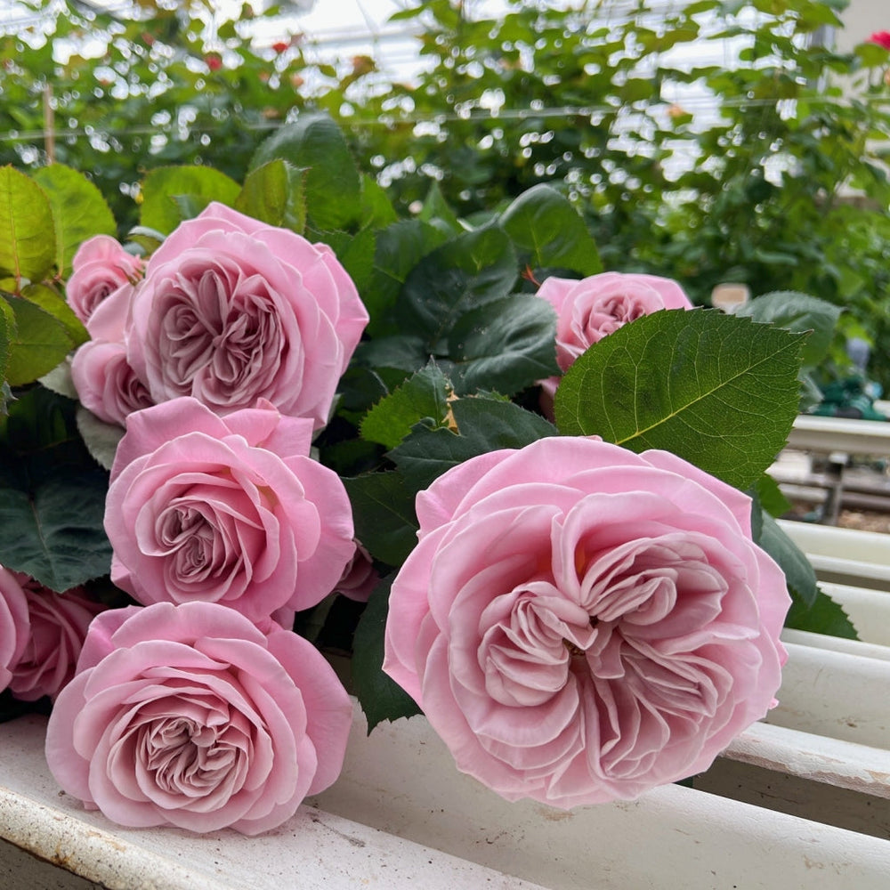 Rebellion Sweet Rose